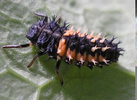 4 larva