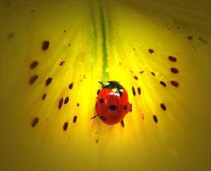ladybug-flower