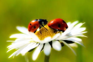 Mr-and-Mrs-Ladybug-by-Supertoasti